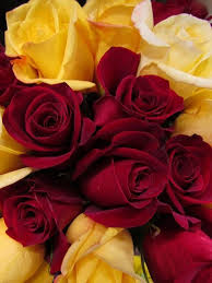 Pin By Betty Palma On Red Yellow Red And Yellow Roses Yellow Roses Red Roses