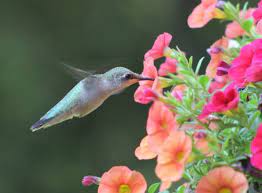 Hummingbirds, like other birds and other animals, need food, water, and shelter, the basic necessities of life. Marcia Davis Provide April Hummers With The Right Flowers In The Right Places