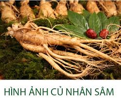 Củ sâm có tác dụng đối với sức khỏe con người – Sâm Quốc Tuấn 1905