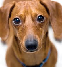 Most low fat dog foods also tend to be low in protein or high in carbs. Dachshund Dog Breed Info Epilepsy