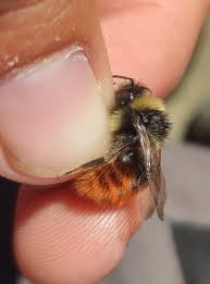 Image result for Bombus monticola