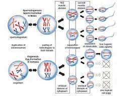 Image result for Meiosperma