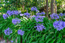 Image result for Agapanthus africanus