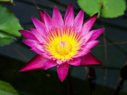 Image result for Nymphaea nouchali