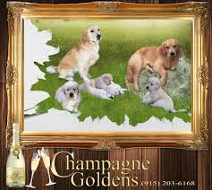 Golden retriever puppies in michigan. Champagne Goldens Golden Retrievers Santa Teresa New Mexico