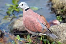 Black Birds In Pakistan Pin On Birds Birds