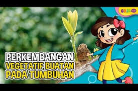 Dengan mencangkok, rasa dan hasil yang diperoleh akan sama dengan induknya. Mengenal Cara Berkembang Biak Pada Tumbuhan Secara Vegetatif Buatan Kids