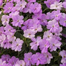 Find out what perennial, biennial and annual mean and how you can use different plants in your beds and borders to make your garden thrive every year. Cottage Farms Direct Annuals Vigorous Orchid Sunpatiens 3pc