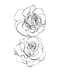 White Roses Pen Ink Line Art Print By Amanda Dilworth X Small Rose Line Art Pen Art Doodle Ink Pen Drawings