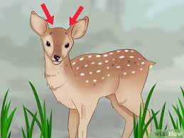 3 ways to tell a fawns age wikihow