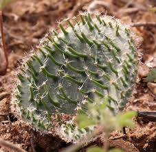 Image result for Eriospermum andongense