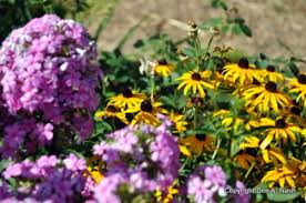 My only complaints lie with the wind (if that's what it is), what's with all the gray? Ten Easy Flowers To Grow In Oklahoma Red Dirt Ramblings