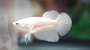 They have the best temperaments of all lizards, and are generally docile, and many seem to actually enjoy. Betta Fish Sale Betta Fish Sale Twitter