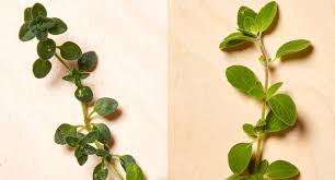 It grows flat and covers a lot of area quickly. Oregano Vs Thyme Thrive Market