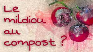 Peut On Mettre Le Mildiou Sur Le Compost Youtube