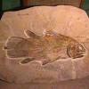 Comores poisson coelacanthe n° 13 avec obliteration a voir. Https Encrypted Tbn0 Gstatic Com Images Q Tbn And9gcq Arqqexksbc8mjanp5h72cq6wvcpaeiprzbsgnzmtefr4ksos Usqp Cau
