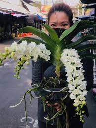 Image result for Dolichandrone alba