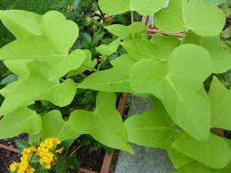 This instruction for planting and cultivating should. A Variety Of Sweet Potatoes Maryland Grows
