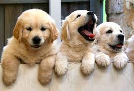 If you are unable to find your golden retriever puppy in our puppy for sale or dog for sale sections, please consider looking thru thousands of golden retriever dogs for adoption. Golden Retriever Puppies Price Range How Much Does A Golden Cost