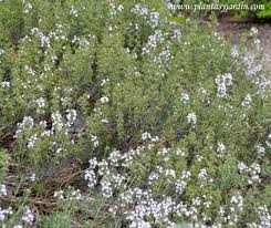 Thymus vulgaris-Tomillo | Plantas y Jardín