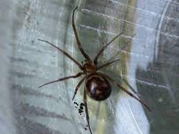 De plus cette toile brillera dans la nuit pour… Les Araignees Les Plus Courantes Dans Les Habitations