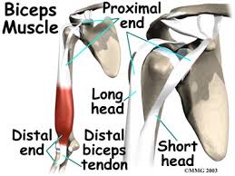 The spectrum of lhbt injuries includes primary and secondary tendinitis, chronic tendinopathy, superior labrum anterior and posterior (slap) lesions, instability, and partial or complete ruptures. What Is A Biceps Tendon Rupture And How Is It Fixed Beacon Orthopaedics Sports Medicine