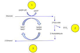 Lactate fermintation and alcoholic fermintation. Ethanol Fermentation Wikipedia