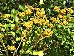 Image result for Psychotria succulenta