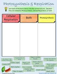 Photosynthesis And Cellular Respiration Digital Sort Activity Tpt Photosynthesis And Cellular Respiration Photosynthesis Cellular Respiration