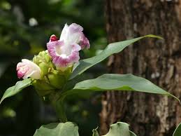Image result for Costus afer
