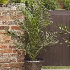 Image result for Phoenix canariensis