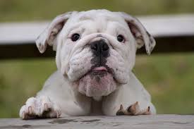 9 funniest french bulldog memes. Hd Wallpaper White English Bulldog Puppy Face Fat Watch Animal Pets Cute Wallpaper Flare