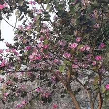 Image result for Bauhinia burrowsii