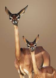 N Unal Animals Interesting Animals Animals Beautiful