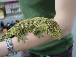 Leachianus gecko, new caledonian giant gecko, and rhacodactylus leachianus are all used interchangeably. 8 Lechiunus Gecko Ideas Gecko Leachie Gecko Cute Reptiles