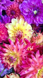 Maybe you would like to learn more about one of these? Flowers Near Me In 2021 Beautiful Flowers Pansies Flowers Where To Buy Flowers