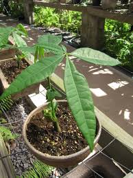 Image result for Pachira