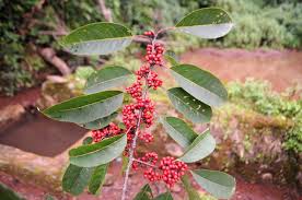 Image result for Micrococca