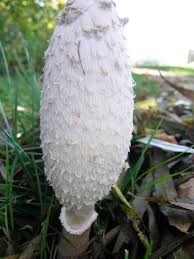Image result for Coprinus comatus
