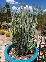 Image result for Kleinia sp.no.1