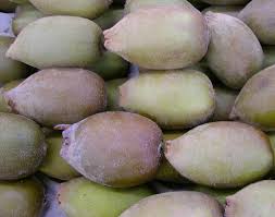 Image result for Actinidiaceae