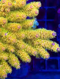 Image result for Acrotome tenuis