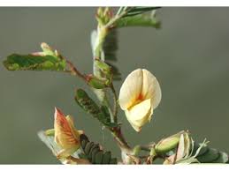 Image result for Hippocratea indica