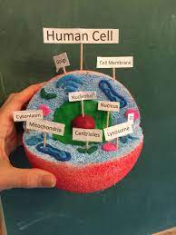 Plant cells make their own food in a process called photosynthesis, and no animal cell can do this. Human Cell Model Made From A Painted Foam Ball And Clay Animal Cell Project Cell Model Cell Model Project