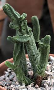 Image result for Crassulaceae