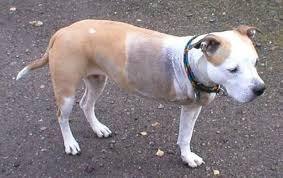How the bone cancer vaccine works. Auburn Testing Bone Cancer Treatment For Dogs That Could Increase Survivability And Translate To Human Treatments Al Com