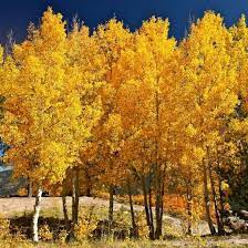 Quaking Aspen Trees Aspen Trees Fast Growing Trees Growing Tree