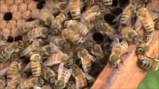 Beekeeping: My Angry - Unworkable Beehive Strategy - YouTube