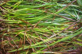Image result for Paspalum plicatulum