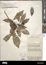 Image result for Vepris grandifolia